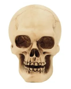 HALLOWEEN OBJEKTE ONLINE Verkäufe -HALLOWEEN OBJEKTE ONLINE Verkäufe 2er set graveyard totenkopf medium graveyard skull 2pc set medium totenschaedel kaufen 52350 03 1