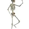 Positionierbares Halloween Skelett 160cm -HALLOWEEN OBJEKTE ONLINE Verkäufe lebensgrosses halloween skelett 160cm lifesize poese hold skeleton halloween und horror deko 53537