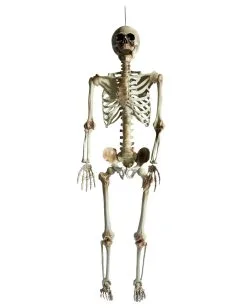 Positionierbares Halloween Skelett 160cm 7 Positionierbares Halloween Skelett 160cm -HALLOWEEN OBJEKTE ONLINE Verkäufe lebensgrosses halloween skelett 160cm lifesize poese hold skeleton halloween und horror deko 53537 2