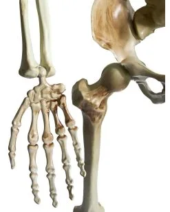 Positionierbares Halloween Skelett 160cm 9 Positionierbares Halloween Skelett 160cm -HALLOWEEN OBJEKTE ONLINE Verkäufe lebensgrosses halloween skelett 160cm lifesize poese hold skeleton halloween und horror deko 53537 4