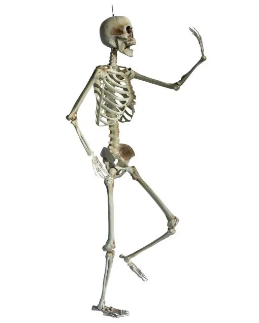 Positionierbares Halloween Skelett 160cm 8 Positionierbares Halloween Skelett 160cm -HALLOWEEN OBJEKTE ONLINE Verkäufe lebensgrosses halloween skelett 160cm lifesize poese hold skeleton halloween und horror deko 53537
